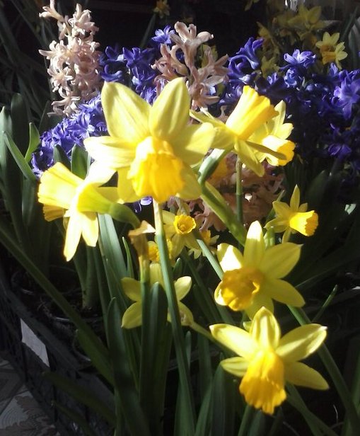 Цветут нарциссы и гиацинты 8 марта