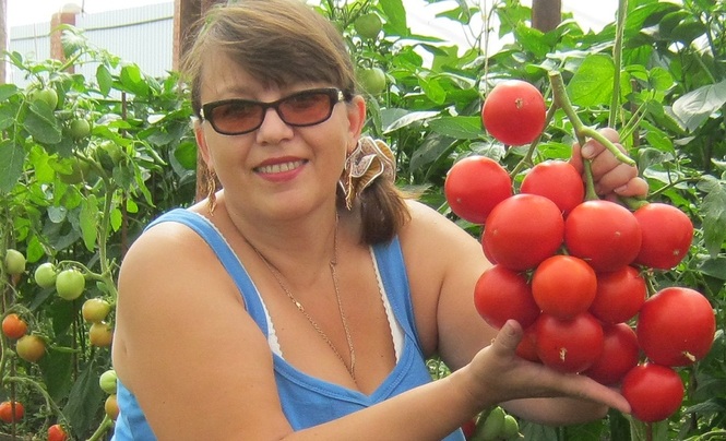 Урожай 2015, томат "Джина"