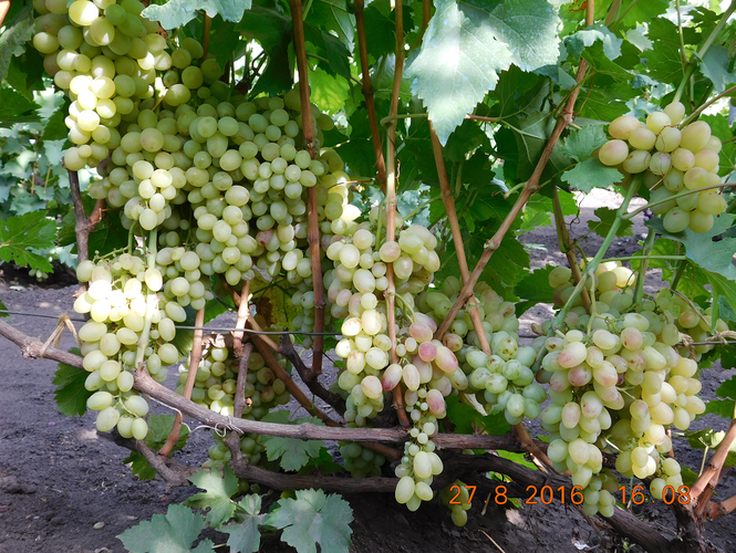 Урожай на винограде Тасон